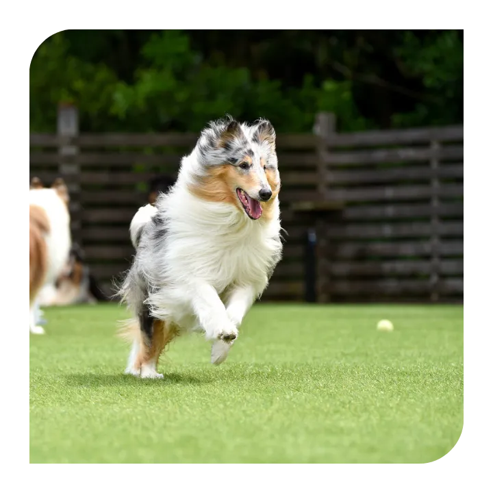 Turf Clean Service & Maintenance